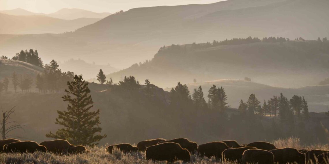 Yellowstone National Park prepares new Interagency Bison Management Plan